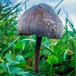 DMT for Sale in Canada