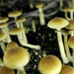 get your magic mushrooms legal and safe