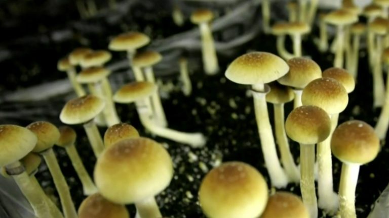 CBD: The Natural Path to Enhanced Health and Well-being