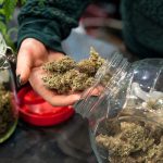 Top thc brands recommended by theislandnow.com