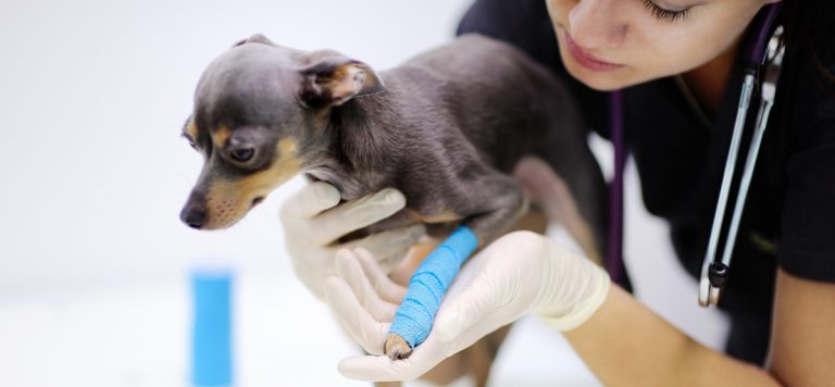 What is the role of veterinary technicians in providing care to pets?