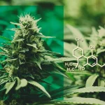 https://www.exhalewell.com/cbd-flower/
